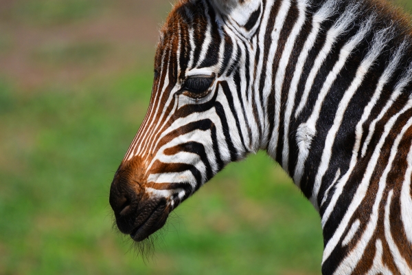 Hotel Ngorongoro Wild Camps